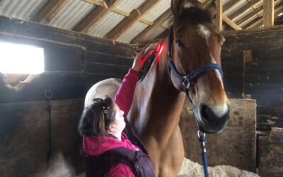 Red Light Therapy for Horses